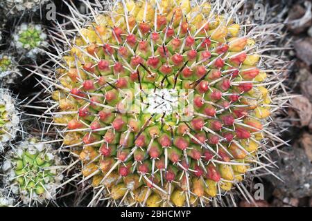 Kaktus mammillaria magnimamma Stockfoto