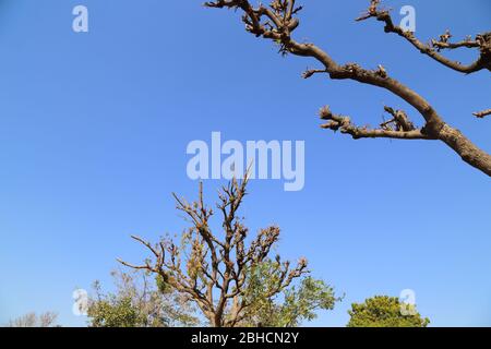 Baum trocknen oder schneiden Stockfoto