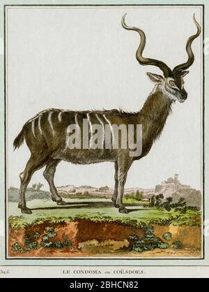 Gestreifte Antilope oder Kondoma, mit hohen lockigen Hörnern. Kupferstich, der in den 1700er Jahren für den französischen Naturforscher Georges-Louis Leclerc, Comte de Buffon (1707–1788) nach einer Zeichnung des französischen Tierkünstlers Jacques Henri E. de Sève (fl.1742–1788) erstellt wurde. Die Gravur erschien in Buffons einflussreichem naturgeschichtlichem Werk, dem 36-bändigen Werk „Histoire Naturelle, générale et particulière …“, das zwischen 1749 und 1788 veröffentlicht wurde. Diese später handkolorierte Illustration stammt aus der seltenen französischen Ausgabe der „Histoire“ aus dem Jahr 1780. Stockfoto