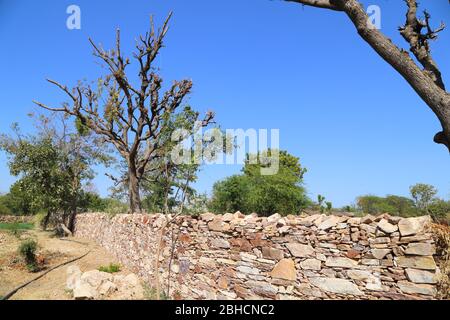 Baum trocknen oder schneiden Stockfoto