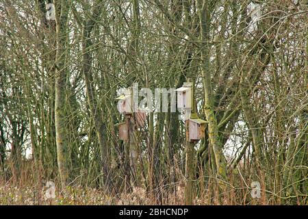 Sammlung von Holzvogelkisten in einer Waldlandschaft. Stockfoto