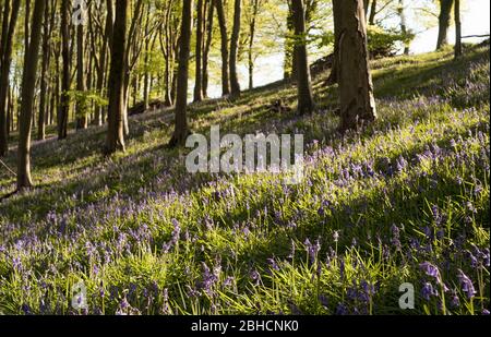 Bluebells in Prior's Wood, Portbury, in der Nähe von Bristol Stockfoto