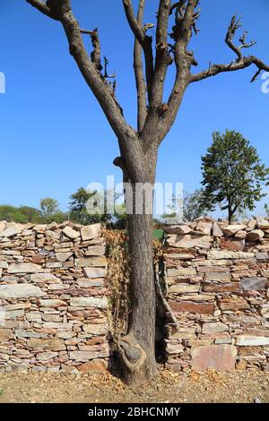 Baum trocknen oder schneiden Stockfoto