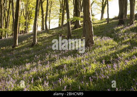 Bluebells in Prior's Wood, Portbury, in der Nähe von Bristol Stockfoto