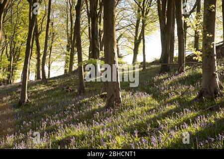 Bluebells in Prior's Wood, Portbury, in der Nähe von Bristol Stockfoto