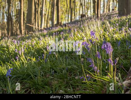 Bluebells in Prior's Wood, Portbury, in der Nähe von Bristol Stockfoto