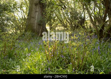 Bluebells in Prior's Wood, Portbury, in der Nähe von Bristol Stockfoto