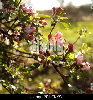 Crab Apple blossom Stockfoto
