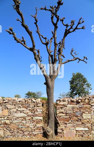 Baum trocknen oder schneiden Stockfoto