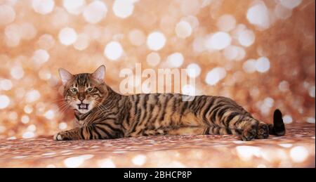 Toyger Katze auf einer Katzenschau auf goldenem Glitzer Hintergrund Stockfoto