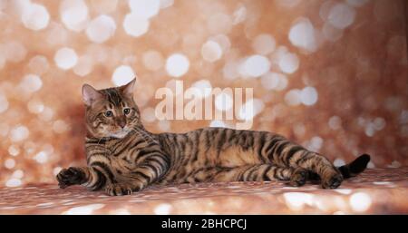 Toyger Katze auf einer Katzenschau auf goldenem Glitzer Hintergrund Stockfoto