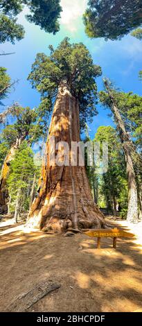 Sequoia National Park in Kalifornien, USA Stockfoto