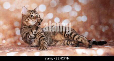 Toyger Katze auf einer Katzenschau auf goldenem Glitzer Hintergrund Stockfoto