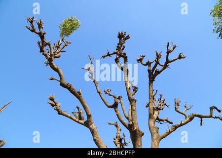 Baum trocknen oder schneiden Stockfoto