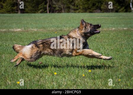 Langhaariger Schäferhund (Elsässer) läuft schnell Stockfoto