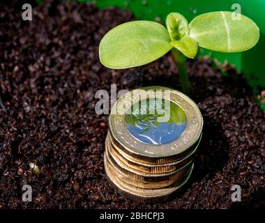 Ein neuer grüner Shoot mit einem kleinen Stapel von 1 Pfund Münzen Stockfoto