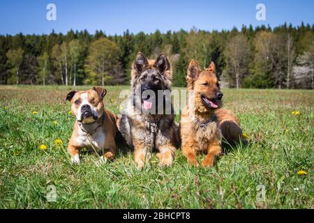 3 Hunde liegen auf der Frühlingswiese (Grubenbulle, Schäferhund und Altdeutscher Schäferhund) Stockfoto