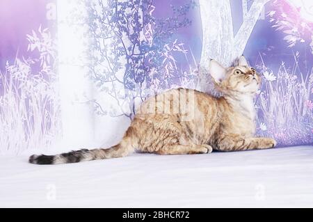 Katze zeigen auf Hintergrund voller Farbe Stockfoto