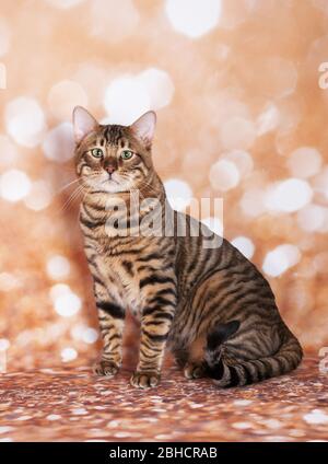 Toyger Katze auf einer Katzenschau auf goldenem Glitzer Hintergrund Stockfoto