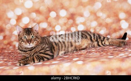 Toyger Katze auf einer Katzenschau auf goldenem Glitzer Hintergrund Stockfoto