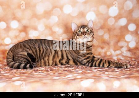 Toyger Katze auf einer Katzenschau auf goldenem Glitzer Hintergrund Stockfoto