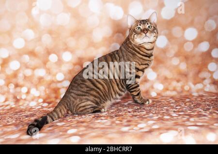 Toyger Katze auf einer Katzenschau auf goldenem Glitzer Hintergrund Stockfoto