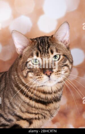 Toyger Katze auf einer Katzenschau auf goldenem Glitzer Hintergrund Stockfoto