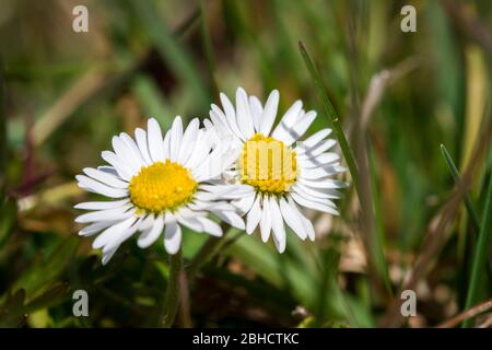 Gänseblümchen (Bellis perennis), eine weiße Frühlingsblume Stockfoto