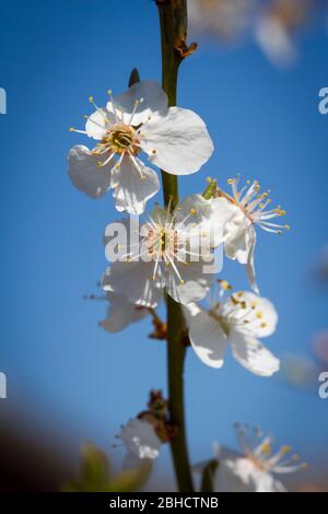 Schwarzdornblüten (Prunus spinosa), Schlehenblüte, Schlehdorn Stockfoto