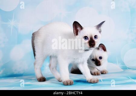 Katze zeigen auf Hintergrund voller Farbe Stockfoto