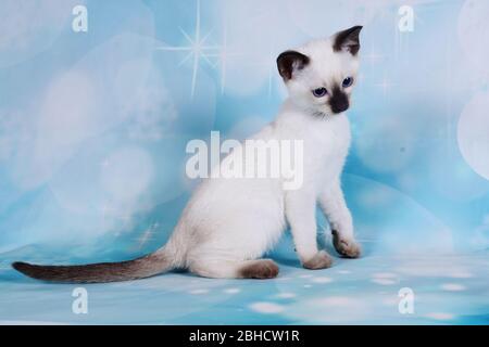 Katze zeigen auf Hintergrund voller Farbe Stockfoto