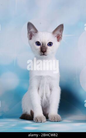 Katze zeigen auf Hintergrund voller Farbe Stockfoto