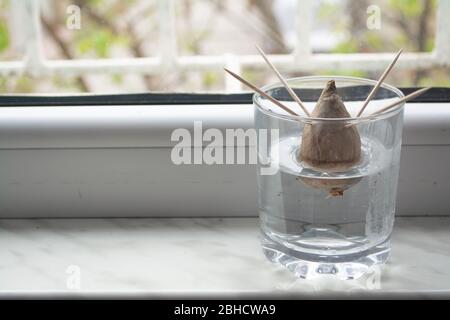 Nachzucht/Anbau der Avocado-Pflanze zu Hause aus Samen durch Vermehrung der Samen in einem Glas mit Wasser mit Zahnstochern zu unterstützen Stockfoto