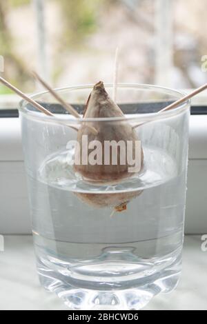 Nachzucht/Anbau der Avocado-Pflanze zu Hause aus Samen durch Vermehrung der Samen in einem Glas mit Wasser mit Zahnstochern zu unterstützen Stockfoto