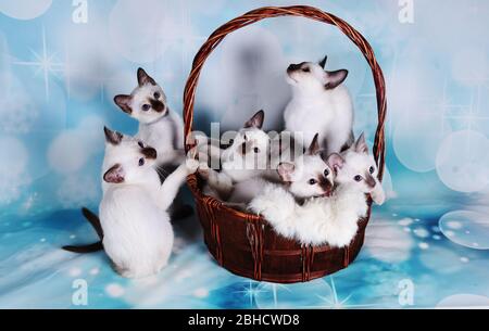 Katze zeigen auf Hintergrund voller Farbe Stockfoto