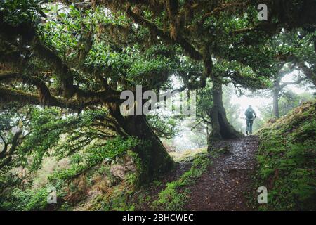 Mann zu Fuß auf Wanderweg in grünen Lorbeer Wald. Endemischer Laurisilva-Wald auf der Insel Madeira, Weltkulturerbe der UNESCO Stockfoto