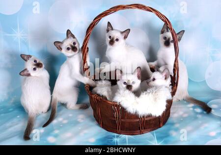 Kleine Kätzchen im Korb Stockfoto