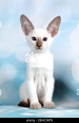 Kätzchen hören Worte Stockfoto