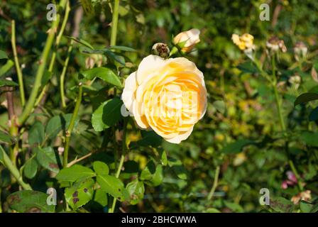 Zarte große Rose auf dunklem Hintergrund im Garten. Stockfoto