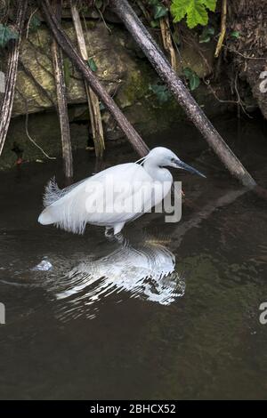 Eine schöne kleine Egret Egretta garzetta im flachen Wasser eines Sees. Stockfoto