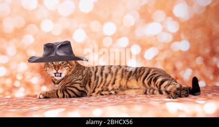 Toyger Katze auf einer Katzenschau auf goldenem Glitzer Hintergrund Stockfoto