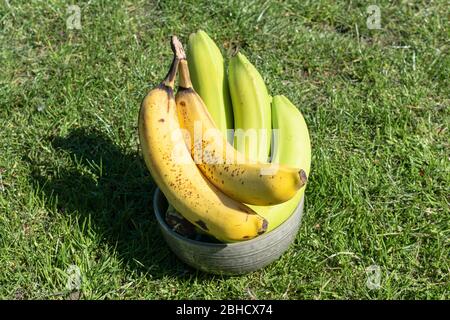 Ein Bündel unreife und reife Bananen in einer kleinen Schüssel Stockfoto