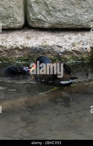 Ein Moorhen Gallinula chloropus füttert ein Küken in Trenance Boating Lake in Trenance Gardens in Newquay in Cornwall. Stockfoto