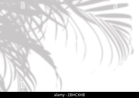Grauer Schatten der Palme hinterlässt an einer weißen Wand Stockfoto