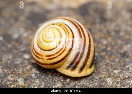 Schnecke leeren. Detailansicht der leeren verlassenen Muschel im Frühlingsgarten. Stockfoto