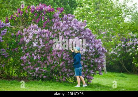 Brighton UK 25. April 2020 - Spaziergänger genießen die Flieder, die in voller Blüte sind, in der National Lilac Collection im Withdean Park Brighton an einem sonnigen Tag während der Sperrbeschränkungen während der Coronavirus COVID-19 Pandemie Krise. Der Park, der für seine Flieder berühmt ist, hat die zweitgrößte Sammlung der Welt mit über 250 Arten. Quelle: Simon Dack / Alamy Live News Stockfoto