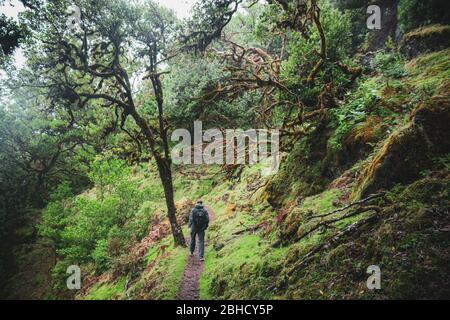 Mann zu Fuß auf Wanderweg in grünen Lorbeer Wald. Endemischer Laurisilva-Wald auf der Insel Madeira, Weltkulturerbe der UNESCO Stockfoto