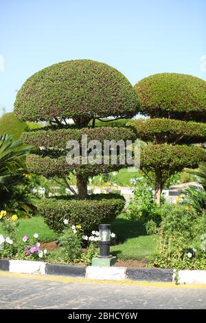 Kreative künstlerische Form topiary Baum. Gartenarbeit, Landschaftsgestaltung Stockfoto