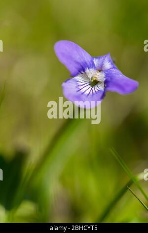 Nahaufnahme einer einzigen wilden Stiefmütterchen. Stockfoto