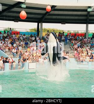 Ein Killerwal, der während einer Performance im Miami Seaquarium in den 1980er Jahren, Florida, USA, aus dem Wasser springt Stockfoto